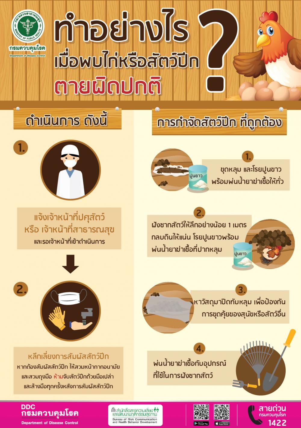 ทำอย่างไรเมื่อพบไก่หรือสัตว์ปีกตายผิดปกติ